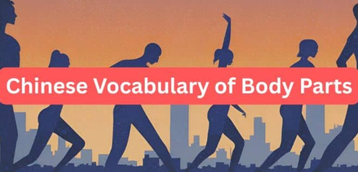 cover image of post Chinese vocabulary of body parts