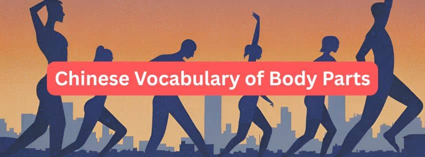 cover image of post Chinese vocabulary of body parts